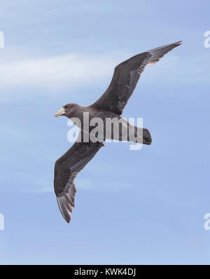 Il gigante del sud Petrel; Macronectes giganteus; Antartico petrel gigante; fulmar gigante; stinker; stinkpot; pinguini volare sopra il Drake passaggio tra un Foto Stock