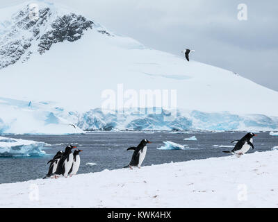 Long-tailed pinguino papua; Pygoscelis papua; & Albatross; cileno Centro di Ricerca; Antartide Foto Stock