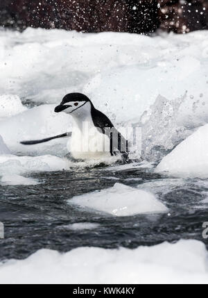 Piscina di pinguini dal sottogola; Pygoscelis antarcticus; inanellato penguin; barbuto penguin; stonecracker penguin; Isola Rongé; penisola Arctowski; Antarcti Foto Stock