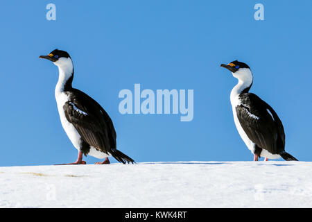 Cormorani; Antartide shag; Leucocarbo bransfieldensis; Blu-eyed shag; bird; Nansen isola; Antartide Foto Stock