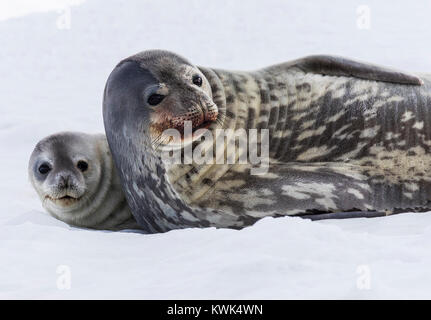 Weddell tenuta femmina con cucciolo; Leptonychotes weddellii; Phocidae; Half Moon Island; Antartide Foto Stock