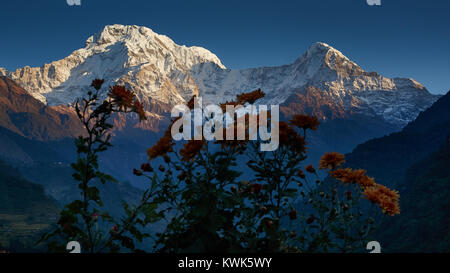 Fiori nella parte anteriore dell'Annapurna sud (Dakshin) e Hiunchuli, Annapurna massif, Nepal Foto Stock