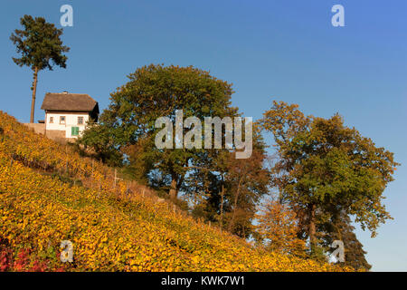 Casa in un vigneto autunnale, Buchholtz, waldkirch Foto Stock