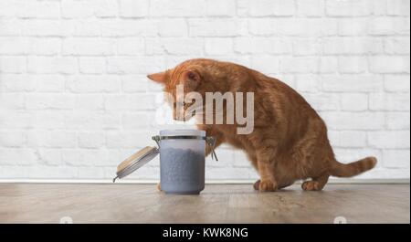 Tabby cat rubare cibo secco da un contenitore di cibo. Foto Stock