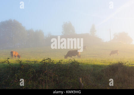 Brown vacche nella nebbia mattutina vicino a Oviedo, Asturias, Spagna Foto Stock