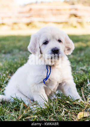 Cinque settimane di età, di platino o di color crema Golden Retriever cuccioli. Foto Stock
