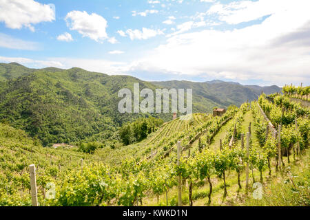 Vigneti collinari con vino rosso Uva a inizio estate in Italia, Europa Foto Stock