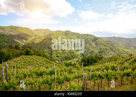 Vigneti collinari con vino rosso Uva a inizio estate in Italia, Europa Foto Stock