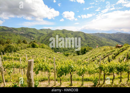 Vigneti collinari con vino rosso Uva a inizio estate in Italia, Europa Foto Stock