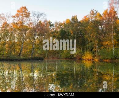 Un immagine di alberi che riflettono in uno stagno, preso in una fredda mattina di autunno nei pressi di Bodymoor Heath, Tamworth, North Warwickshire, Inghilterra, Regno Unito Foto Stock