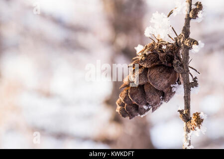 Coni su un ramo di abete contro uno sfondo di foresta Foto Stock