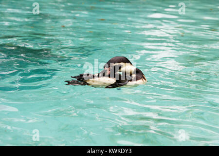 Pinguino Foto Stock