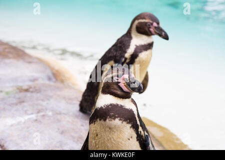 Pinguino Foto Stock