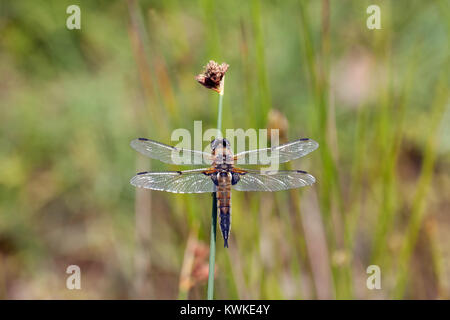 Quattro femmina-spotted chaser (Libellula quadrimaculata) dragonfly. RSPB Lodge, Sandy, Bedfordshire. Foto Stock