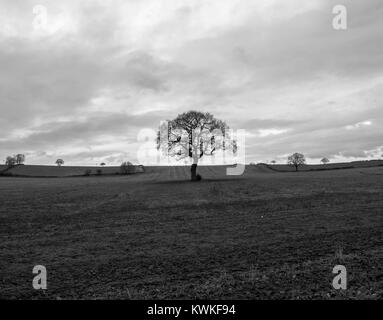 Albero in campo Foto Stock