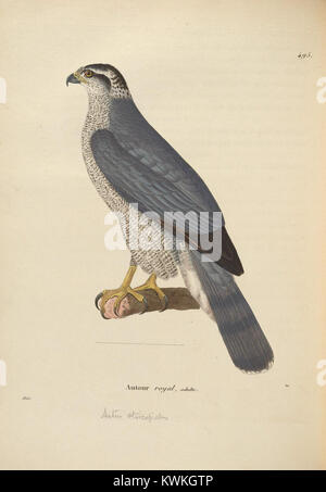 Una pubblicazione ornitologica francese intitolata Nouveau recueil de planches coloriées d'oiseaux, che presenta piatti colorati a mano di varie specie di uccelli, illustrando l'interesse scientifico per la diversità aviaria. Foto Stock