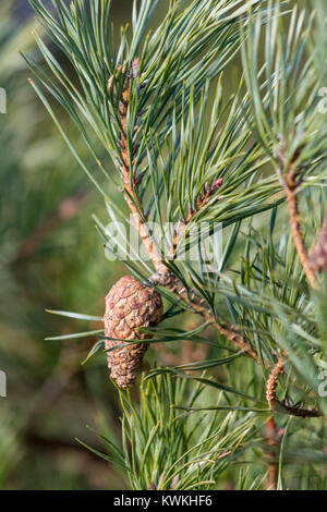 Di Pino silvestre e cono Foto Stock
