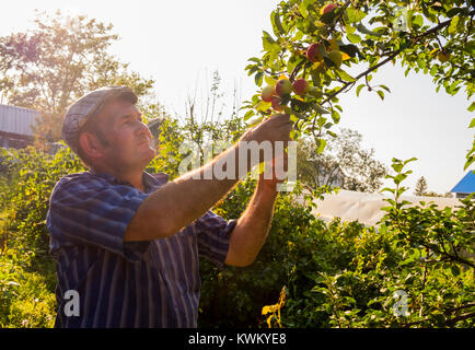 Man Picking mele da albero a livello di azienda Foto Stock