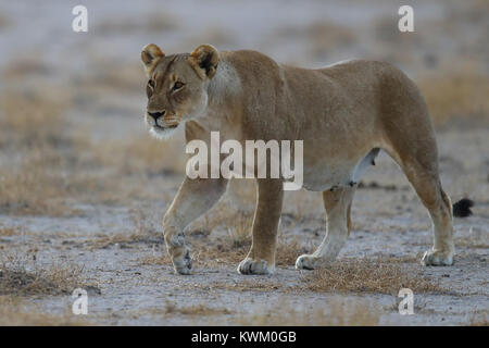 Una leonessa incinta sulla pernana vicino al campo di Namutoni nel Parco Nazionale di Etosha Foto Stock