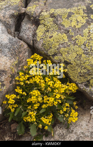 Francia, Corsica, Haute-Corse, Nino Lago, Lac de Nino, fiori di campo Foto Stock