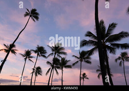 Basso angolo vista di silhouette palme di cocco contro il cielo drammatico Foto Stock