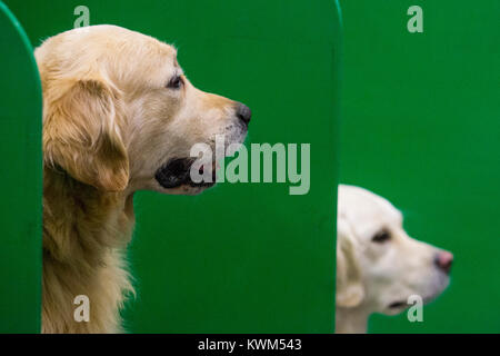 Due Golden Retriever dal sud del Golden Retriever Team Display resto prima del loro show. Scopri i cani sponsorizzato da Eukanuba apre presso il centro espositivo ExCel nei Docklands. La mostra, organizzata dal Kennel Club di Londra è il più grande evento del cane. Foto Stock