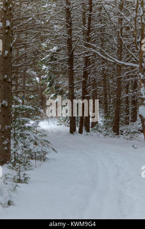 In inverno ski trail in un canadese Northern foresta boreale. Foto Stock