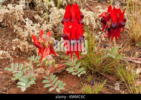 Sturt è deserto fiori di pisello, nativo di tutta la terraferma gli stati australiani ad eccezione di Victoria. Foto Stock