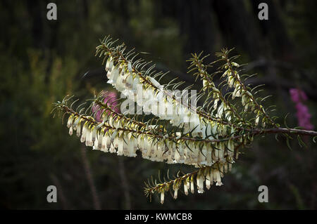 Comune Epacris Heath impressa. Cresce ad un'altezza di 2-3 metri, si vede spesso tra .5 a 1 metro di altezza.​ Foto Stock