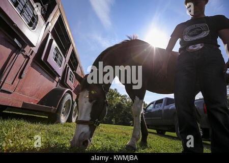 Illinois City, Iowa, USA. 3° Ott, 2017. Rockridge studente di scuola superiore Nick Berenger, 16, consente il suo cavallo Scooter prendere una pausa di pascolo prima del caricamento di lui per la corsa di casa al forte tuono Forest Preserve in Illinois City il Martedì, 3 ottobre 2017. Il Hayburners 4-H Club ospiterà la terza marcia annuale per fame Horse Show beneficiando l'ansa del fiume Foodbank Sabato seguita dall'Illinois City Club Sella che ospiterà il Wade Maynard Memorial Show la Domenica. Credito: Andy Abeyta, Quad-City volte/Quad-City volte/ZUMA filo/Alamy Live News Foto Stock