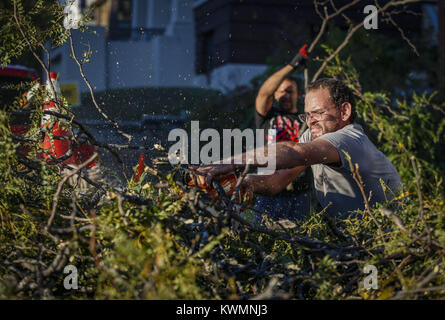 Iowa City, Iowa, USA. Il 7 ottobre, 2016. Groundsman Matt Cady utilizza una sega a nastro per il taglio di rami fino a li mandiamo lontano dal loro sito di lavoro al Priester edificio a 601 Brady Street a Davenport venerdì 7 ottobre 2016. Un certo numero di alberi che sono stati danneggiati a causa di una tempesta di Quad-Cities giovedì notte. Credito: Andy Abeyta/Quad-City volte/ZUMA filo/Alamy Live News Foto Stock