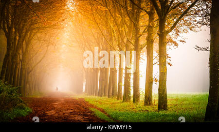 Arancio brillante sole che splende lungo la strada alberata in campagna Foto Stock