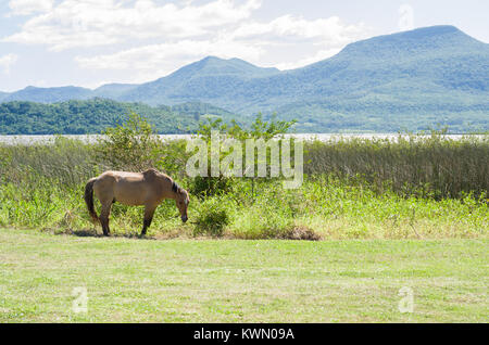 Cavallo al pascolo sul prato, stagno in background. Foto Stock