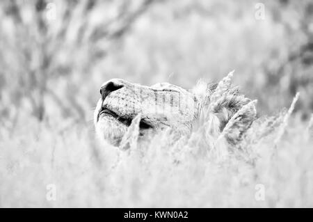 Leone maschio nascondendo in erba il Kgalagadi. Monocromatico Foto Stock