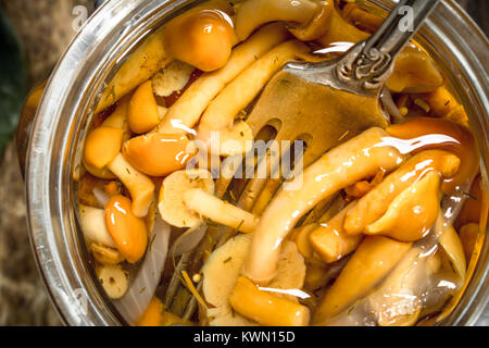 Marinata di funghi di miele agarics nel vasetto di vetro. Foto Stock