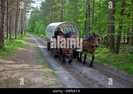 Escursione con carrozza a cavalli a foresta Darss, sentiero forestale in Prerow, Fishland, Meclemburgo-Pomerania, Mar Baltico, Germania, Europa Foto Stock