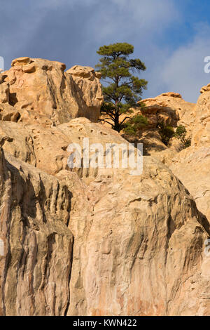 Iscrizione Rock con pini dall'iscrizione Rock Trail, El Morro monumento nazionale, Nuovo Messico Foto Stock