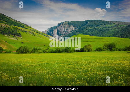 Montagne Rocciose background in Cheile Turzii Valley, contea di Cluj, Romania con fiori gialli di primo piano del campo Foto Stock