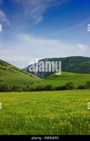 Montagne Rocciose background in Cheile Turzii Valley, contea di Cluj, Romania con fiori gialli di primo piano del campo Foto Stock