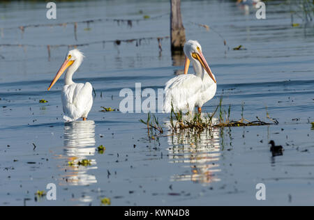 Americano bianco Pellicano (Pelicanus erythrorhynchos) nuotare nel lago Chapala - Ajijic, Jalisco, Messico Foto Stock