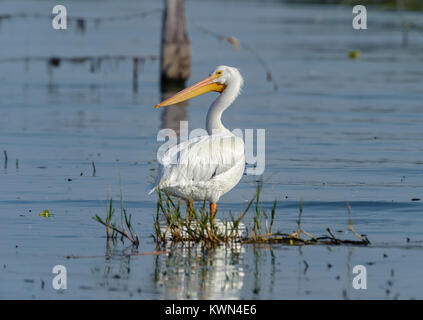 Americano bianco Pellicano (Pelicanus erythrorhynchos) in piedi nel lago Chapala - Ajijic, Jalisco, Messico Foto Stock