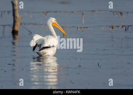 Americano bianco Pellicano (Pelicanus erythrorhynchos) nuotare nel lago Chapala - Ajijic, Jalisco, Messico Foto Stock