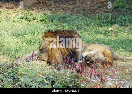 I due leoni che tenendo il resto nel Mezzogiorno. Foto Stock