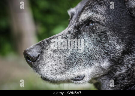 Muso di un grigio sheepdog close-up Foto Stock