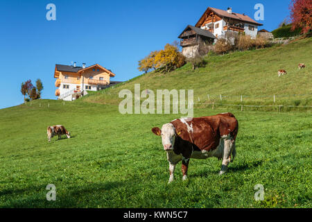 Il pascolo di bestiame al pascolo nei pressi del villaggio di Santa Maddalena, Alto Adige, Italia, Europa. Foto Stock