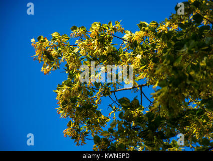 Ramo di albero di tiglio in fiore. bella primavera la natura contro lo sfondo del Cielo di estate blu Foto Stock