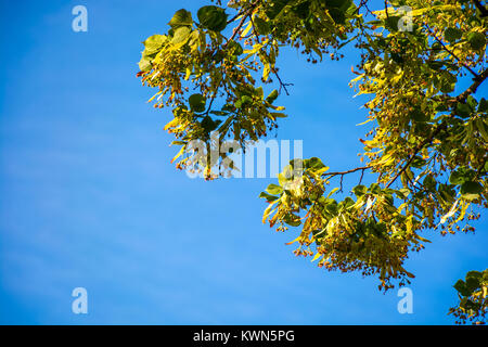 Ramo di albero di tiglio in fiore. bella primavera la natura contro lo sfondo del Cielo di estate blu Foto Stock