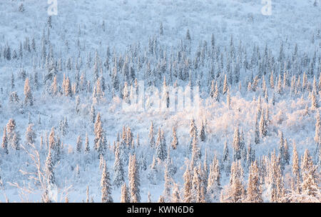 Inverno artico forest sun spot Foto Stock