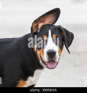 Funny close up ritratto di Giovane maggiore Swiss Mountain cane / Grosser Schweizer Sennenhund Foto Stock