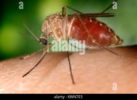 Noto come vettore per il virus del Nilo occidentale, questa zanzara Culex quinquefasciatus mosquito ha atterrato su un dito umano ed è mordere la persona colpita dalla malattia della cute, 2003. Immagine cortesia CDC/Jim Gathany. Foto Stock